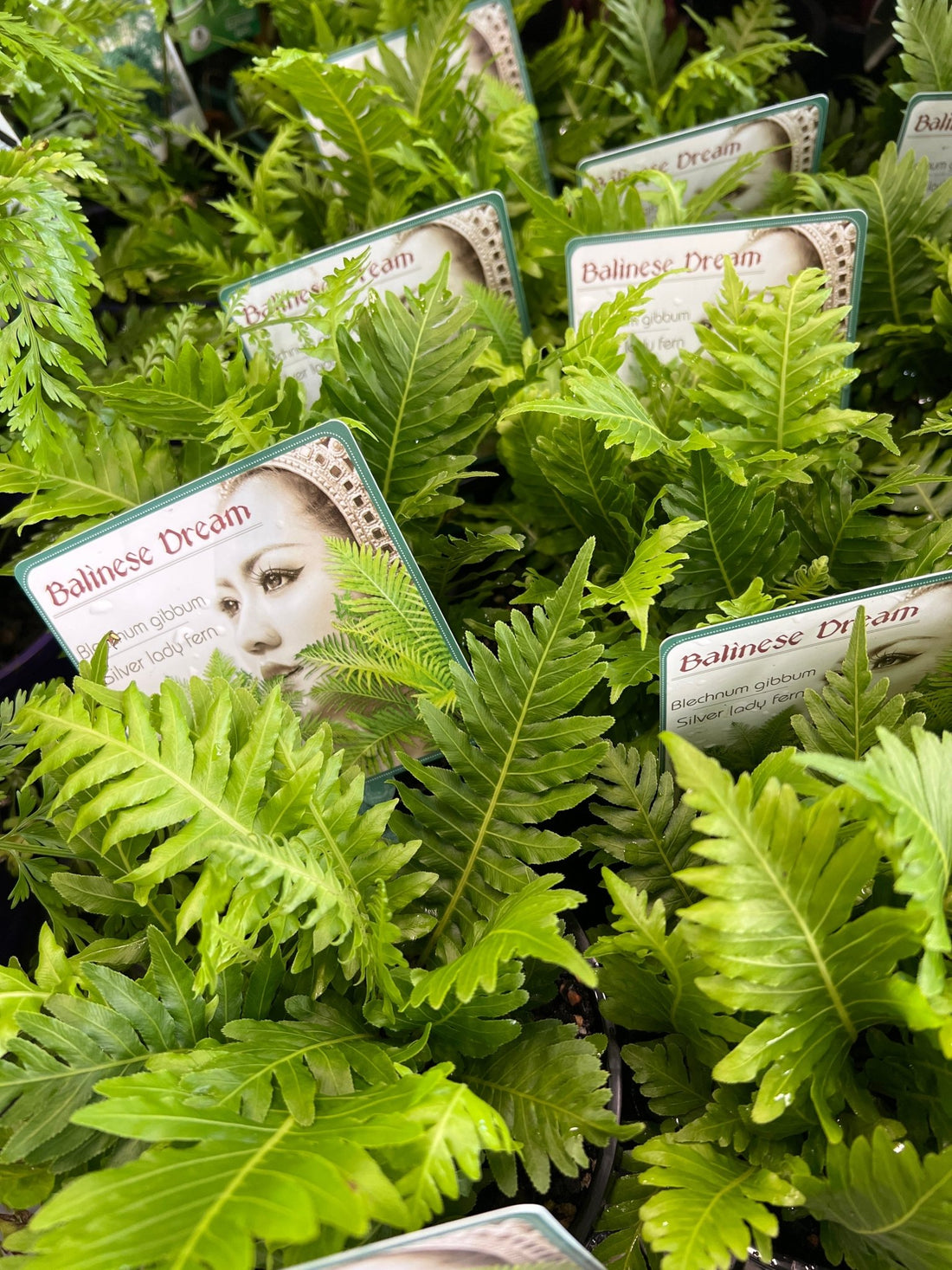 Silver Lady Fern (Blechnum gibbum) 140mm Pot - Ladybird Nursery