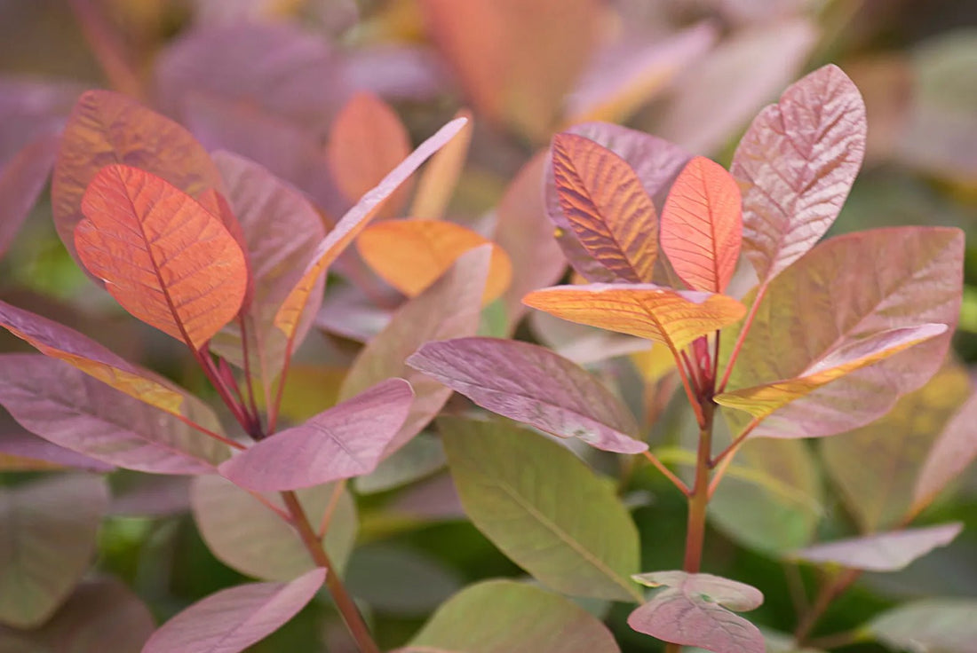 Grace Smokebush (Cotinus coggygria) 140mm pots - Ladybird Nursery