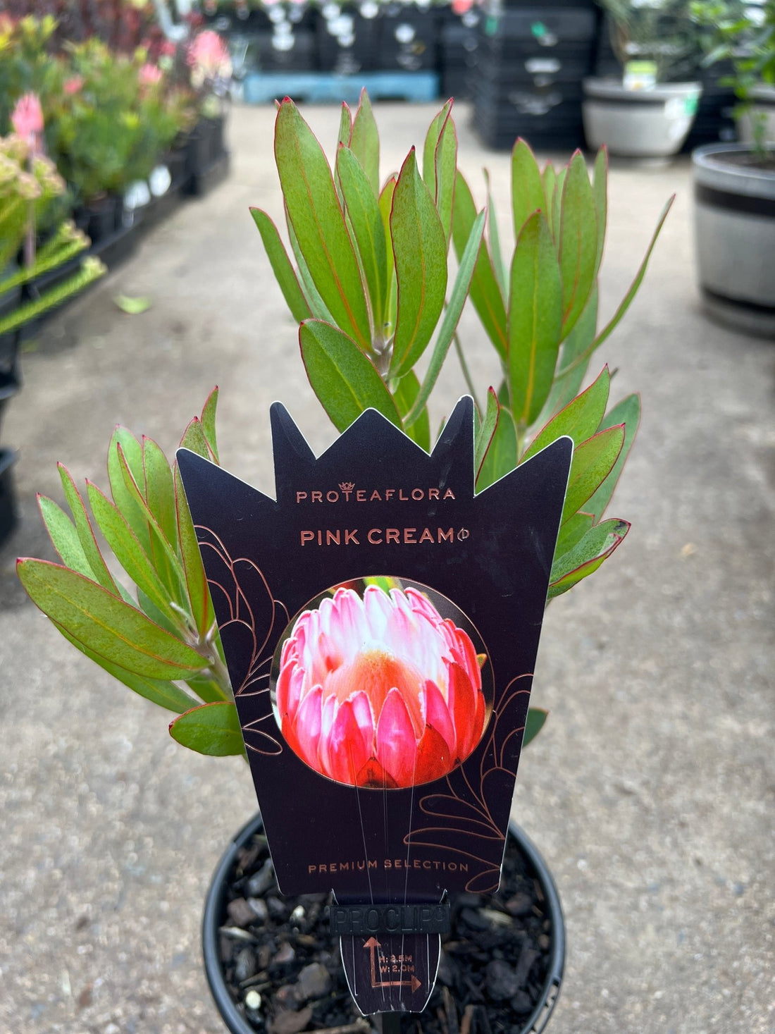 Protea 'Pink Cream' - Ladybird Nursery