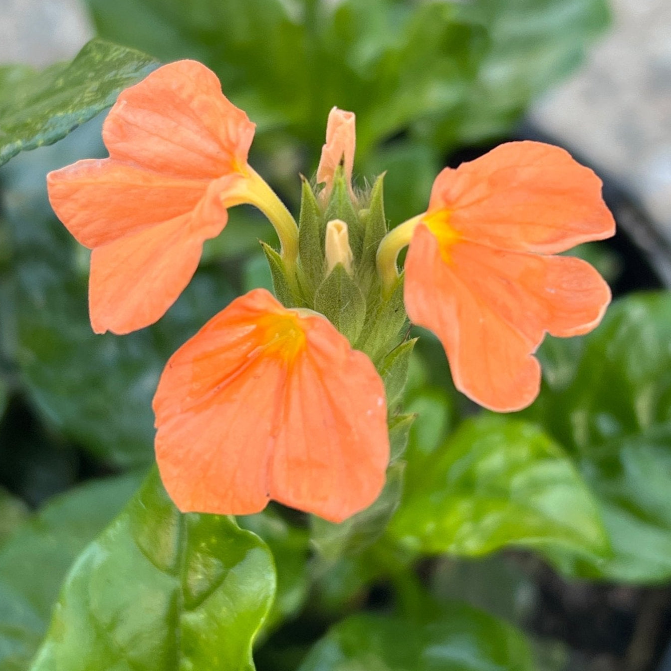 Fireglow (Crossandra infundibuliformis) - Ladybird Nursery