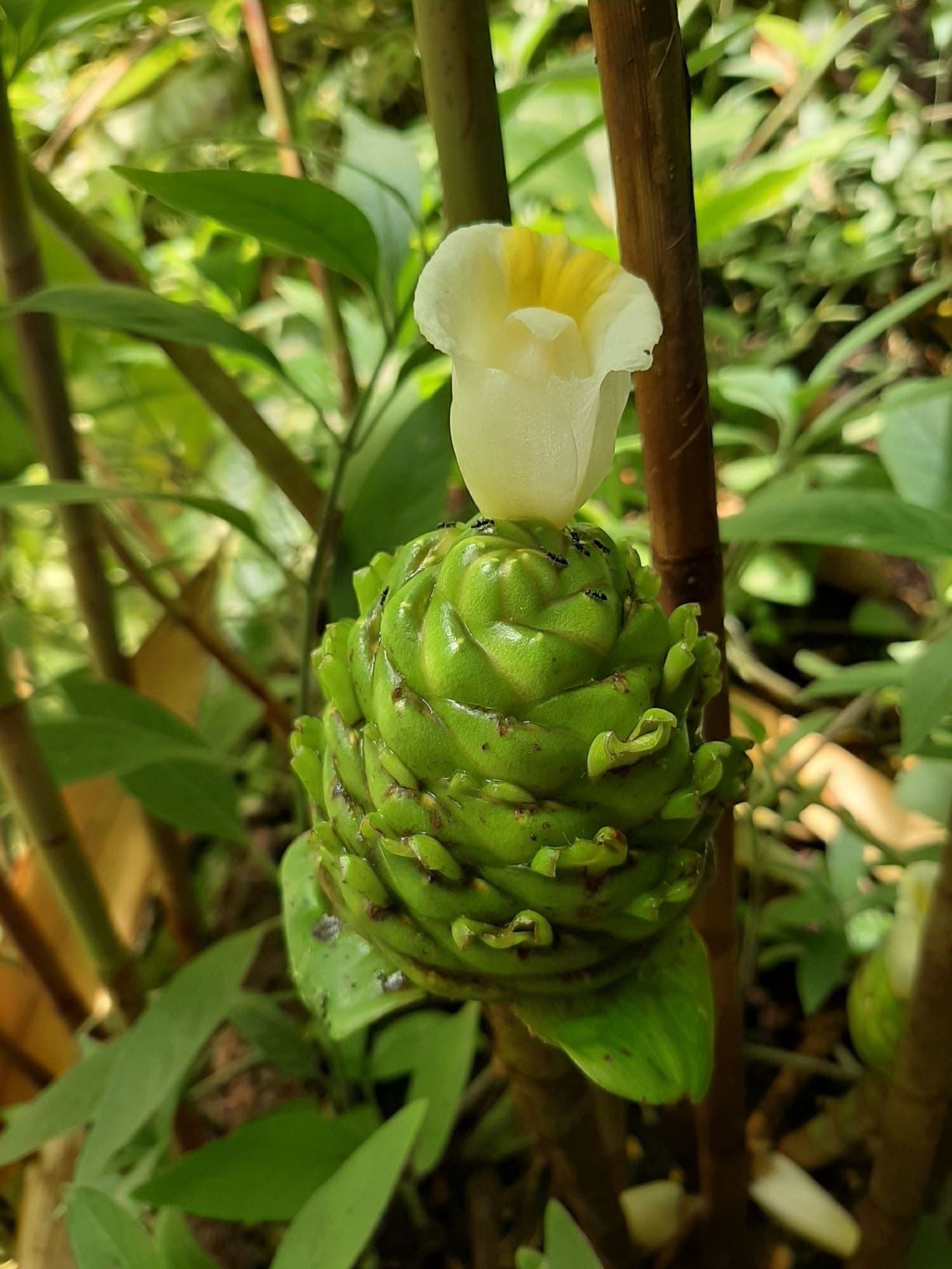 Unknown Costus (Costus dubius) - Ladybird Nursery