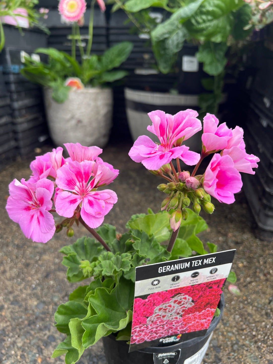 Geranium Tex Mex 'Pink' - Ladybird Nursery