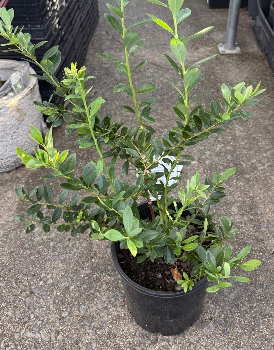Blueberry 'Sunshine Blue' 200mm Pot - Ladybird Nursery