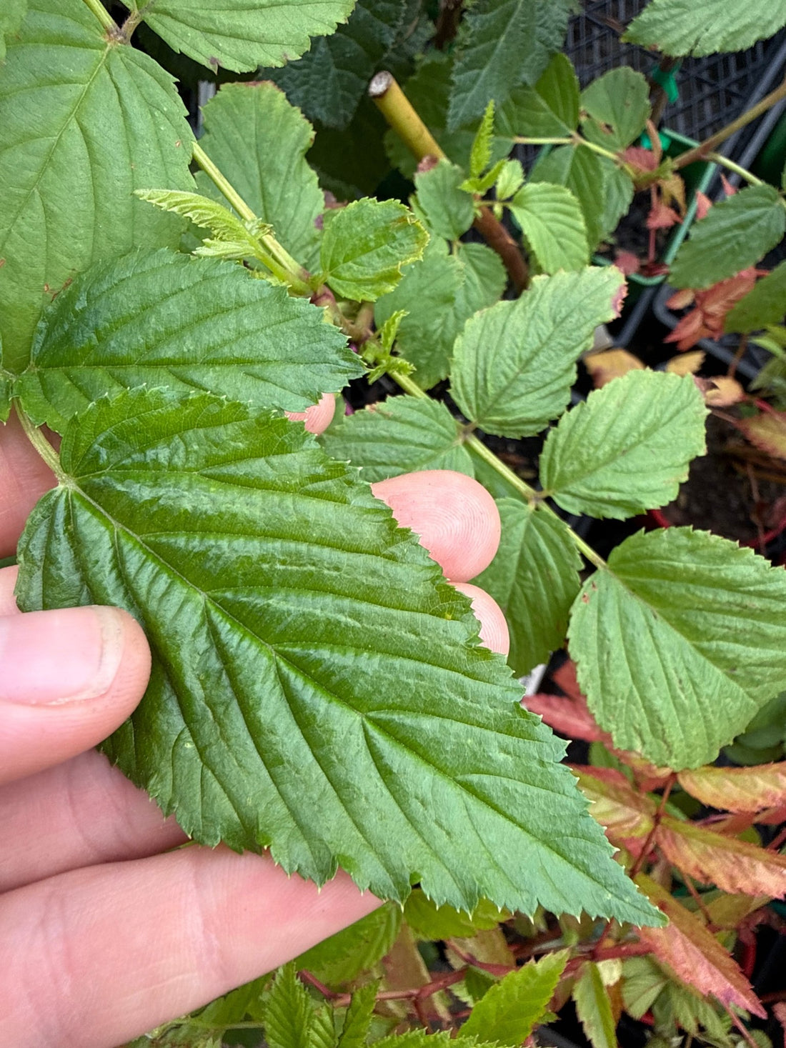 Native Raspberry (Rubus rosifolius) - Ladybird Nursery