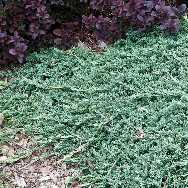 Creeping Juniper Icee Blue (Juniperus horizontalis) - Ladybird Nursery