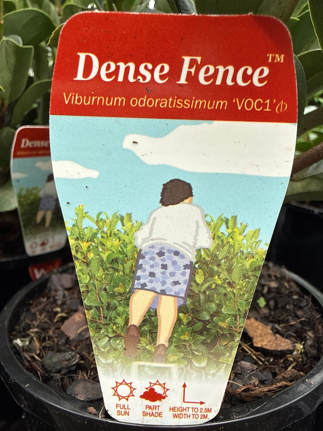 Sweet Viburnum 'Dense Fence' (Viburnum odoratissimum) - Ladybird Nursery