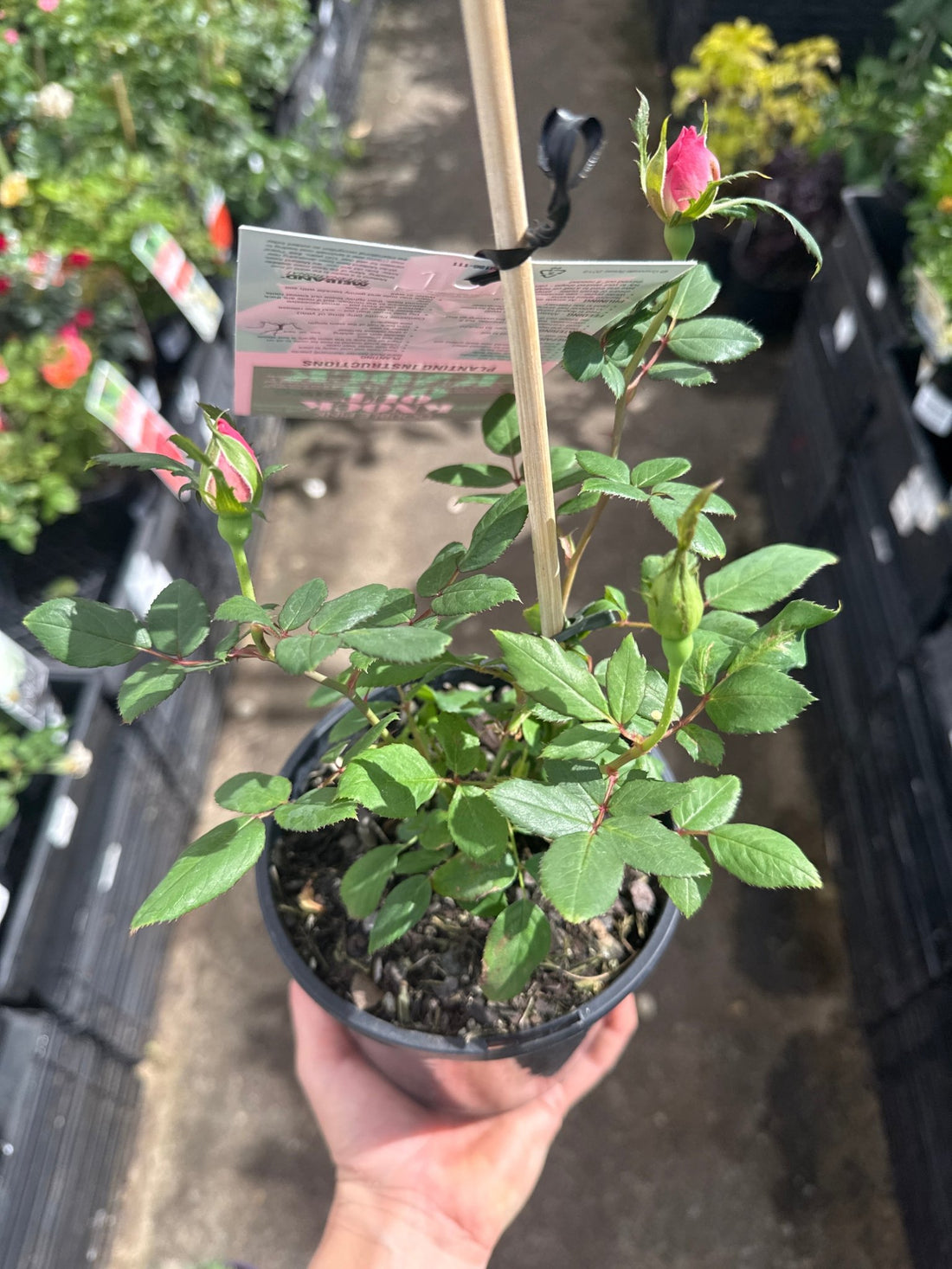 Rose Double Pink Knockout® - Ladybird Nursery