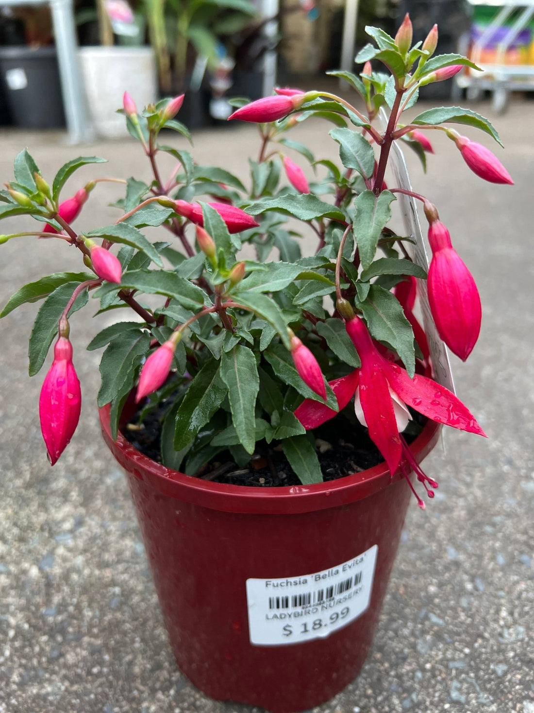 Fuchsia 'Bella Evita' - Ladybird Nursery
