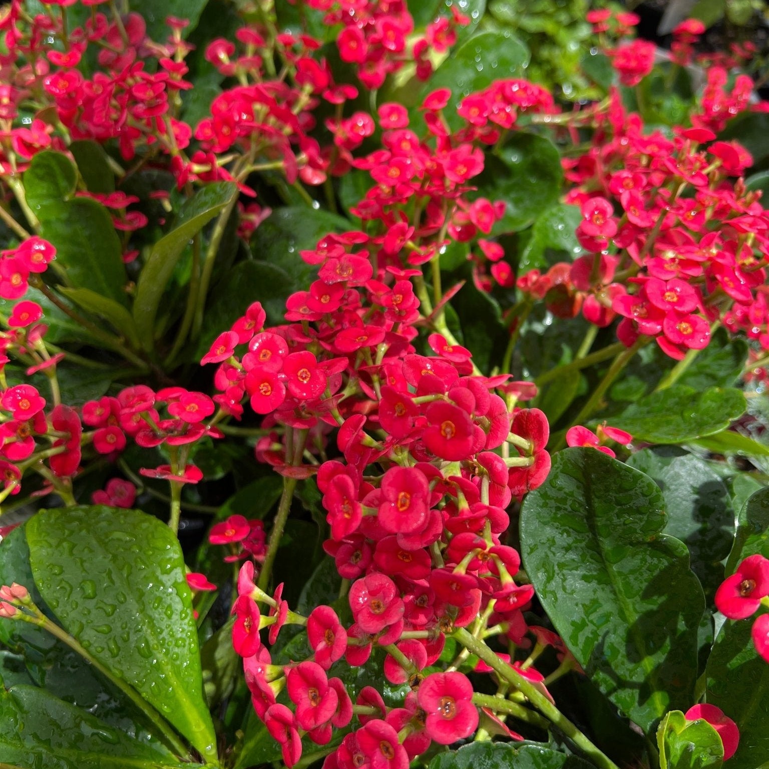 Euphorbia Somona 'Gabriella Red' - Ladybird Nursery