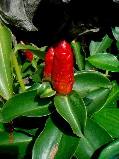 White Powder Costus (Costus pulverulentus) - Ladybird Nursery