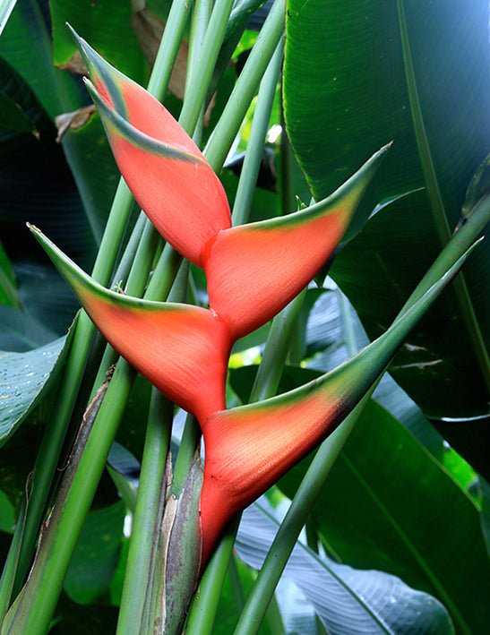 Heliconia bihai 'Hong Kong Claw’ - Ladybird Nursery