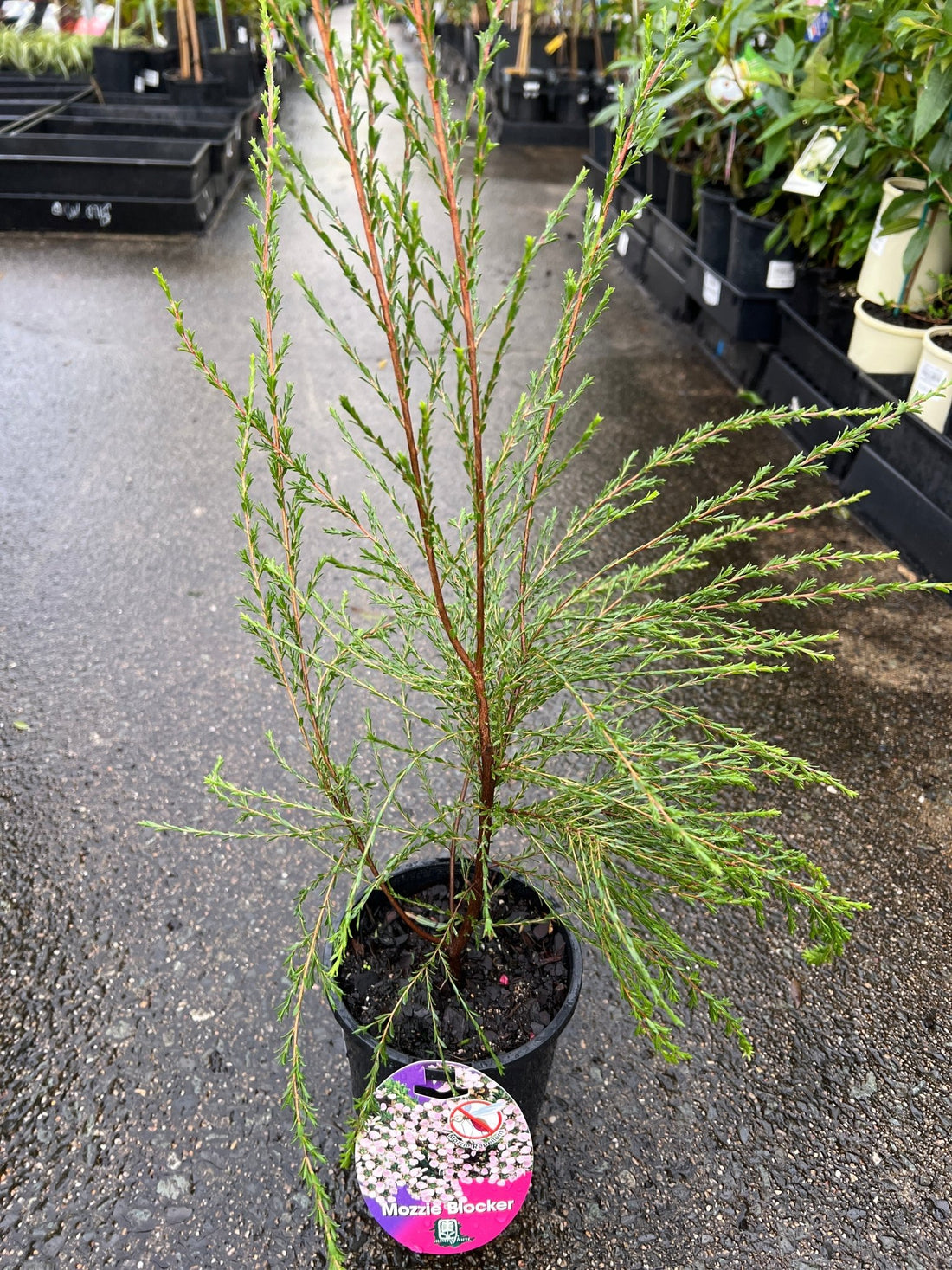 Leptospermum 'Mozzie Blocker' (Leptospermum liversidgei) - Ladybird Nursery