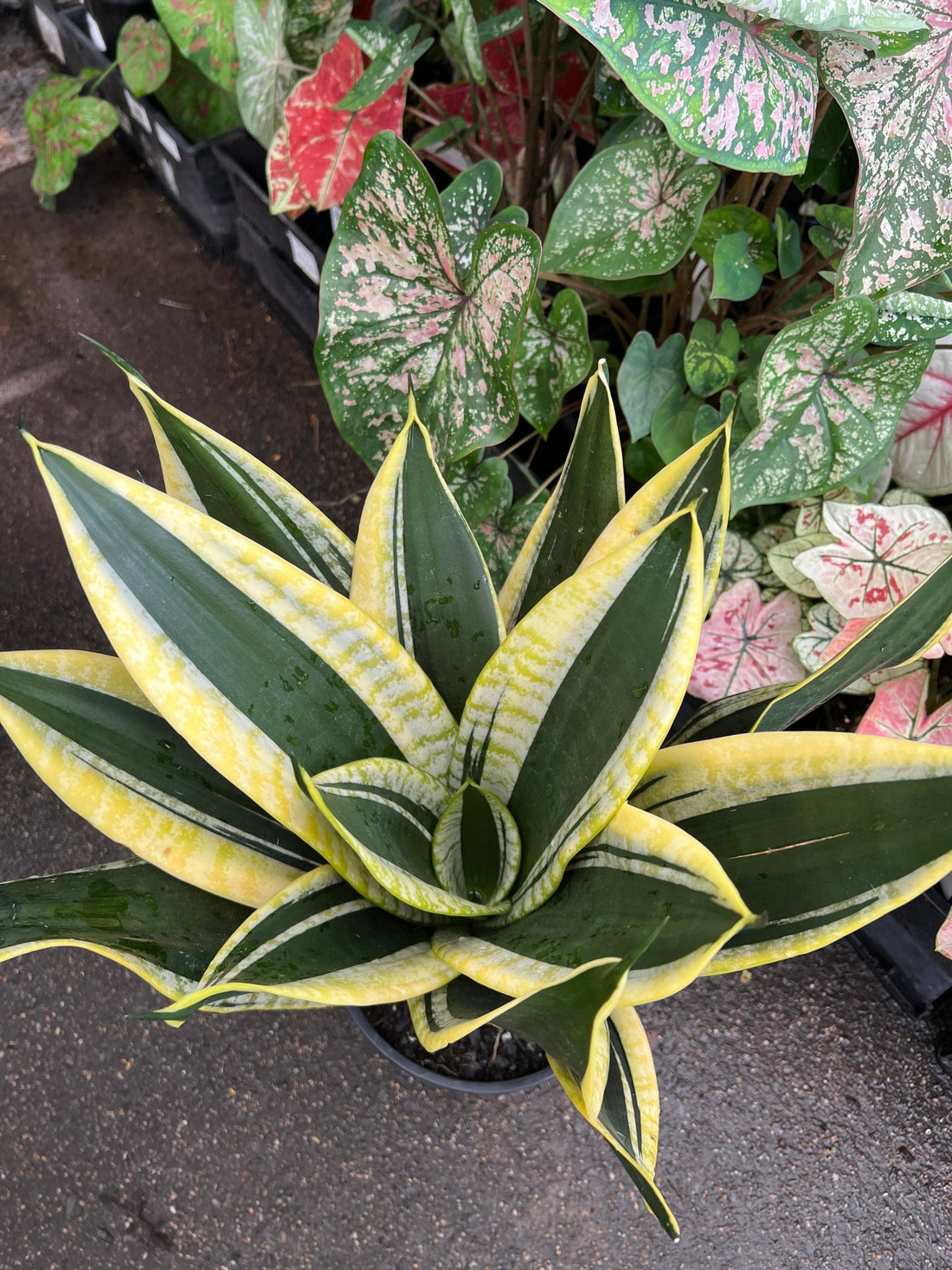 Sansevieria 'Black Gold' - Ladybird Nursery