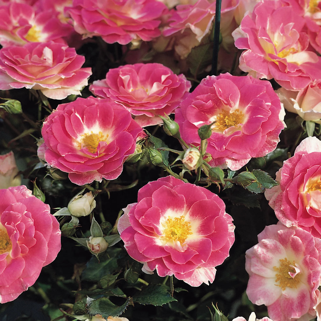 Rose Regensberg Standards (Rosa) - Ladybird Nursery