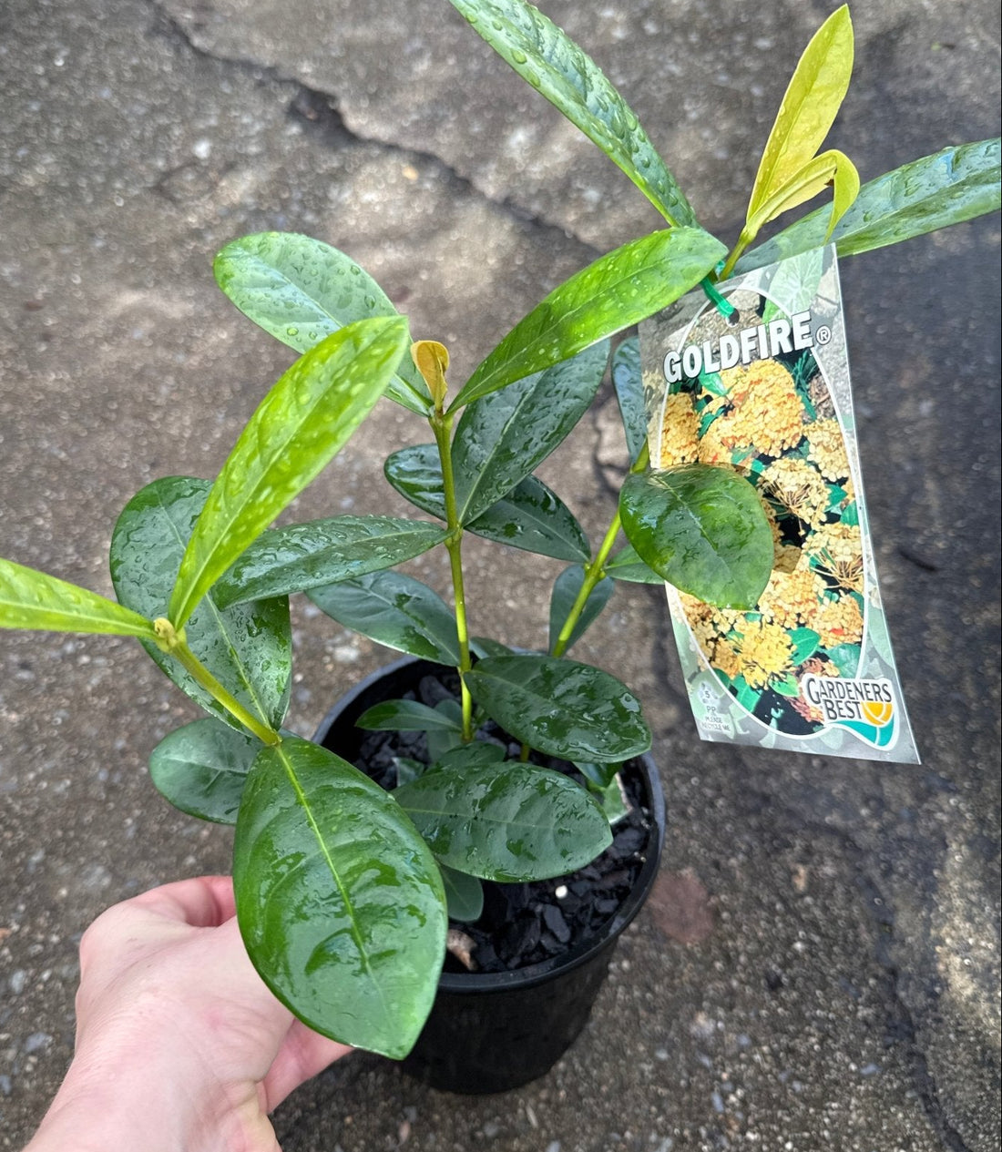 Ixora 'Gold Fire' - Ladybird Nursery