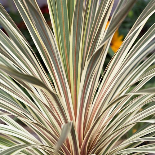 Cordyline Torbay Dazzler (Cordyline australis) - Ladybird Nursery
