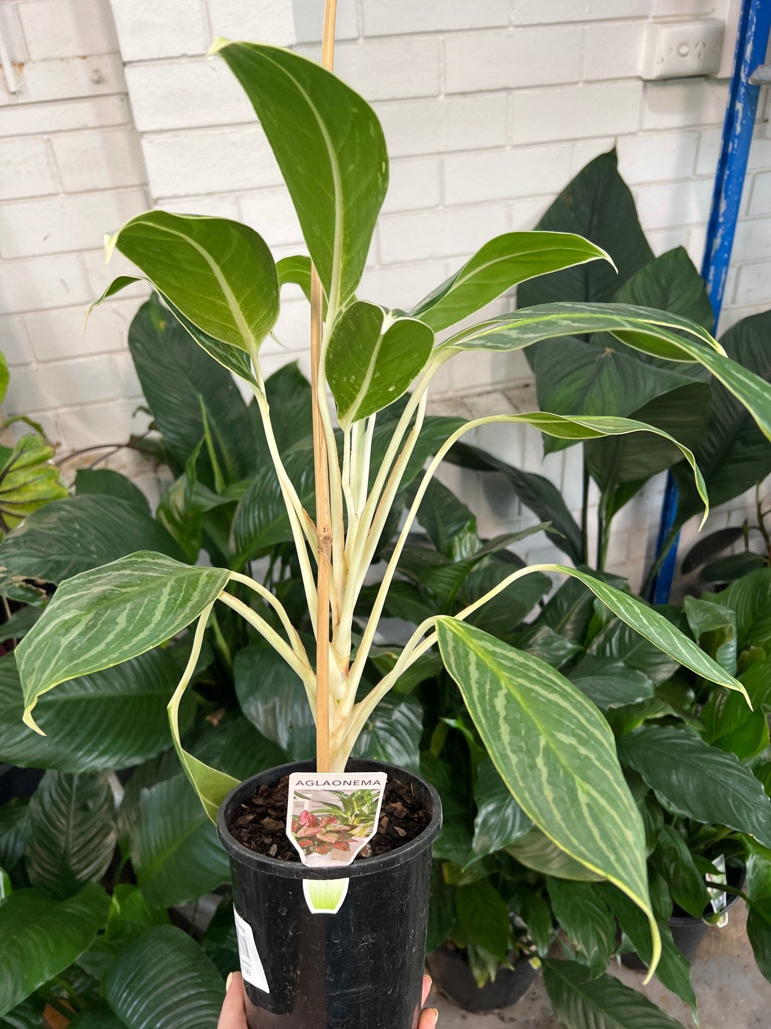 Aglaonema commutatum - Ladybird Nursery