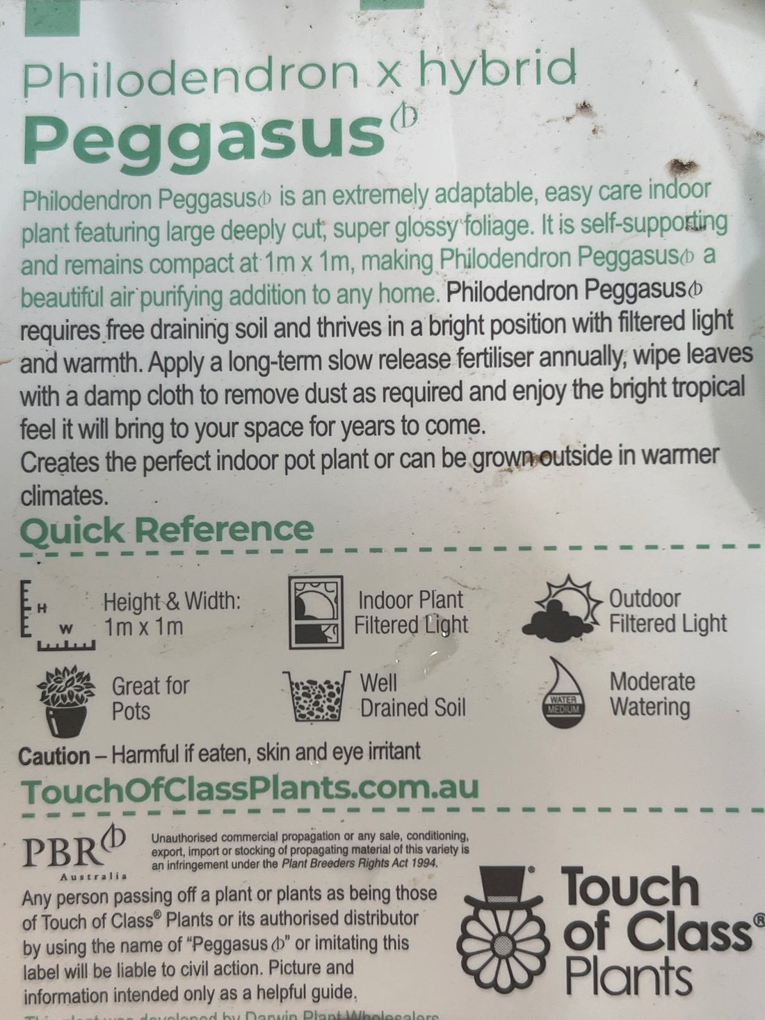 Philodendron 'Peggasus'