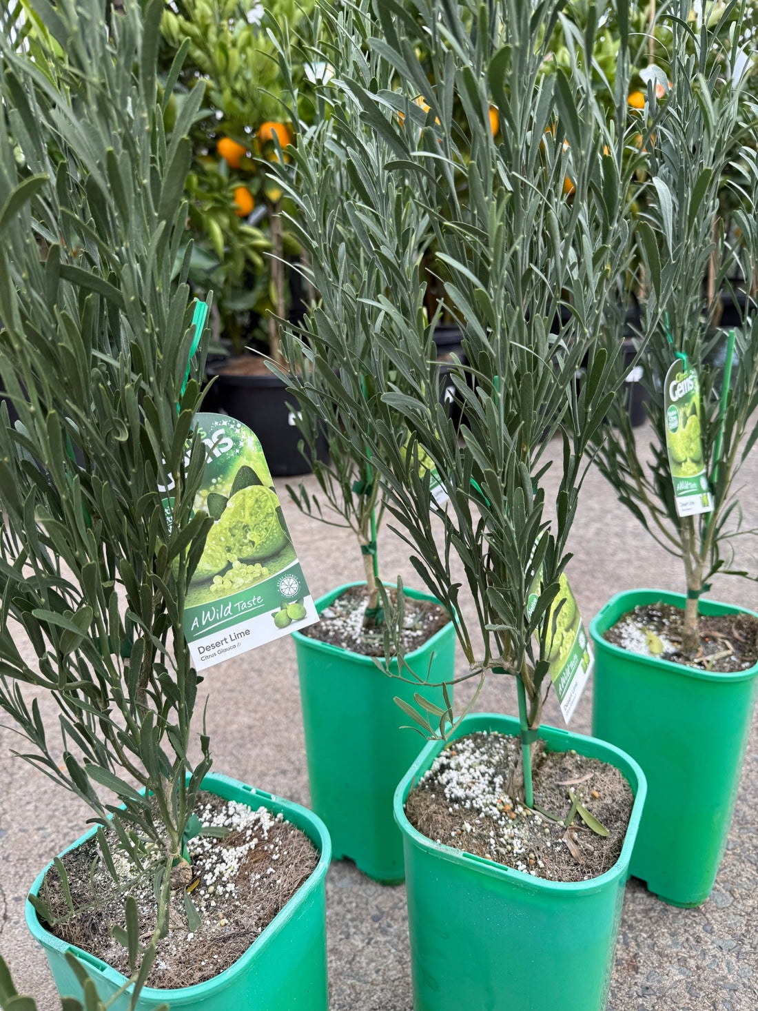 Dwarf Desert Lime (QLD Only) - Ladybird Nursery