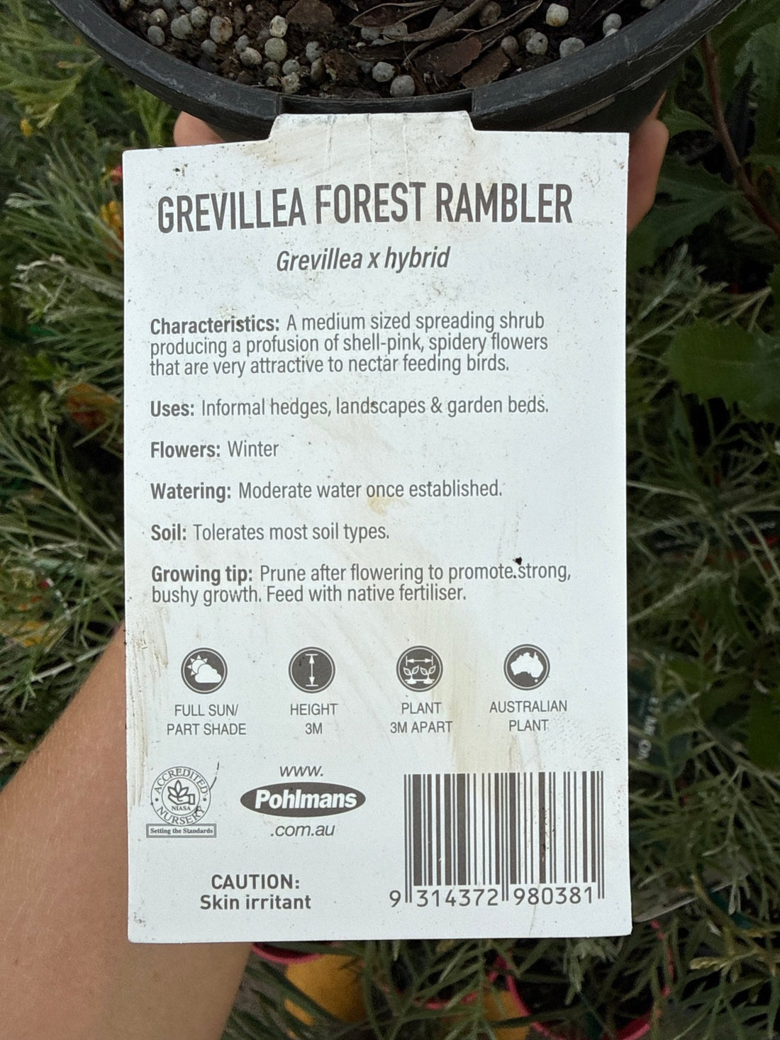 Grevillea 'Forest Rambler' groundcover - Ladybird Nursery