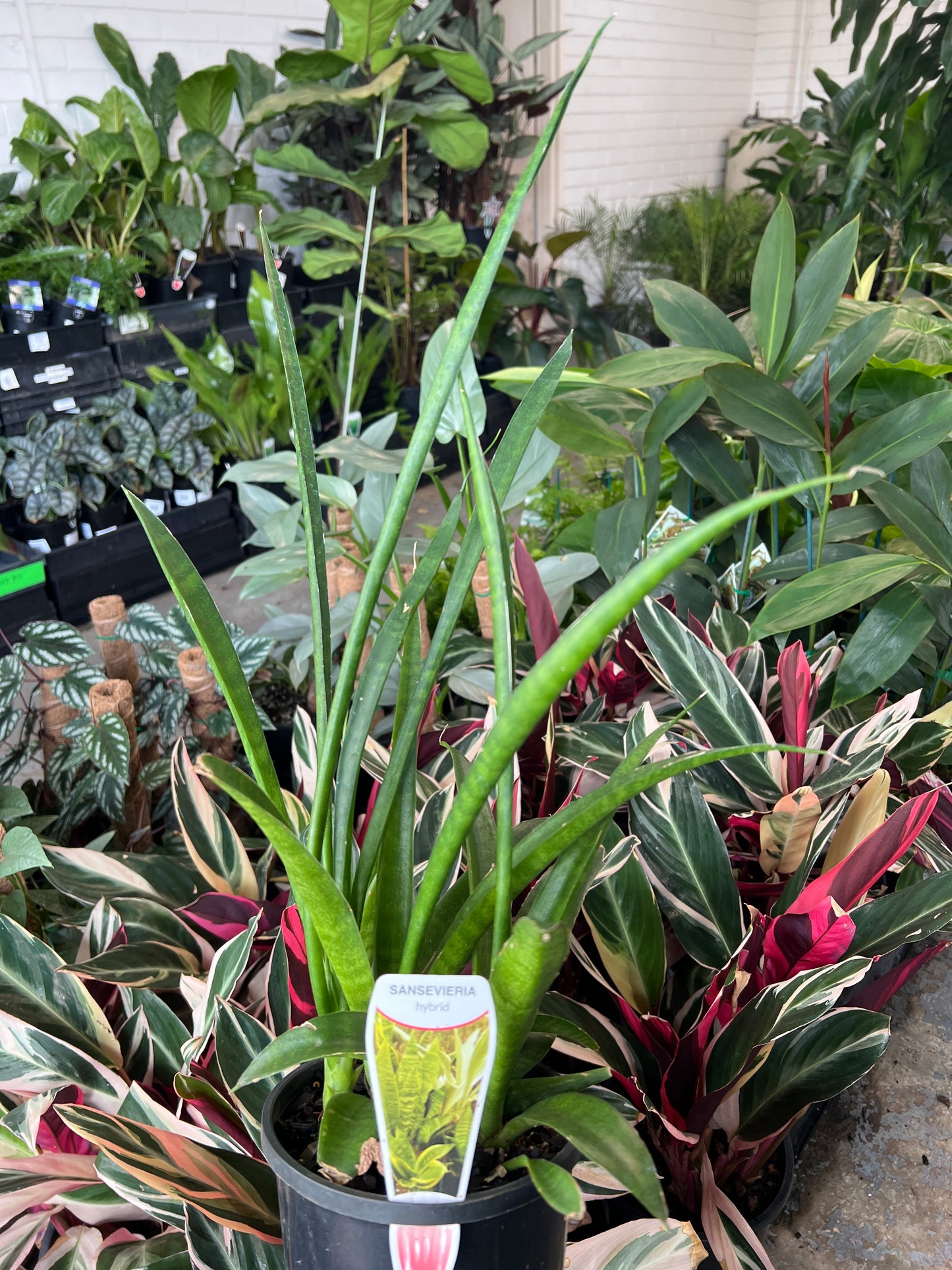 Mother in Laws Tongue