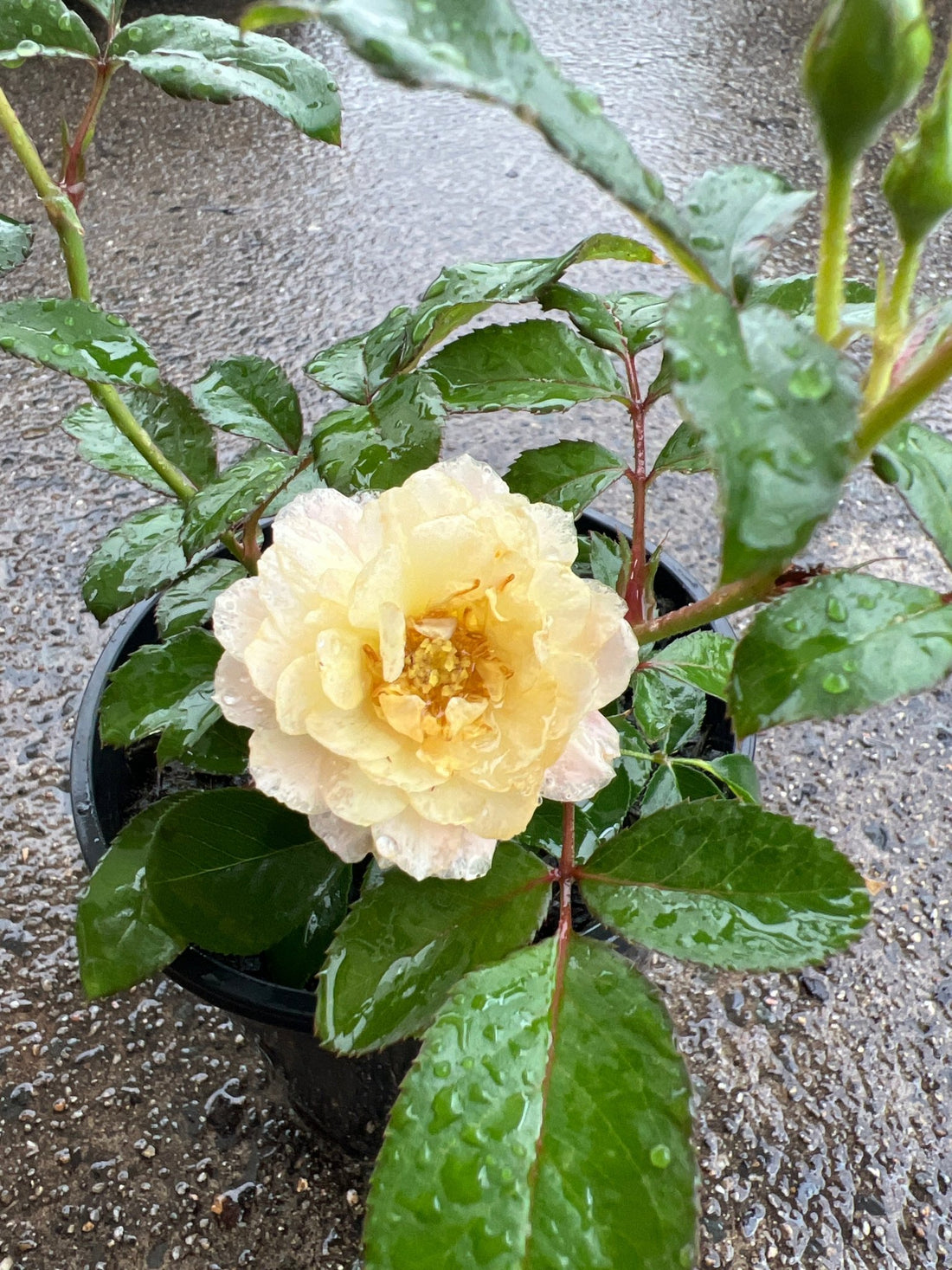 Rosa Terrazza® Fragrance Queen (Rosa) - Ladybird Nursery