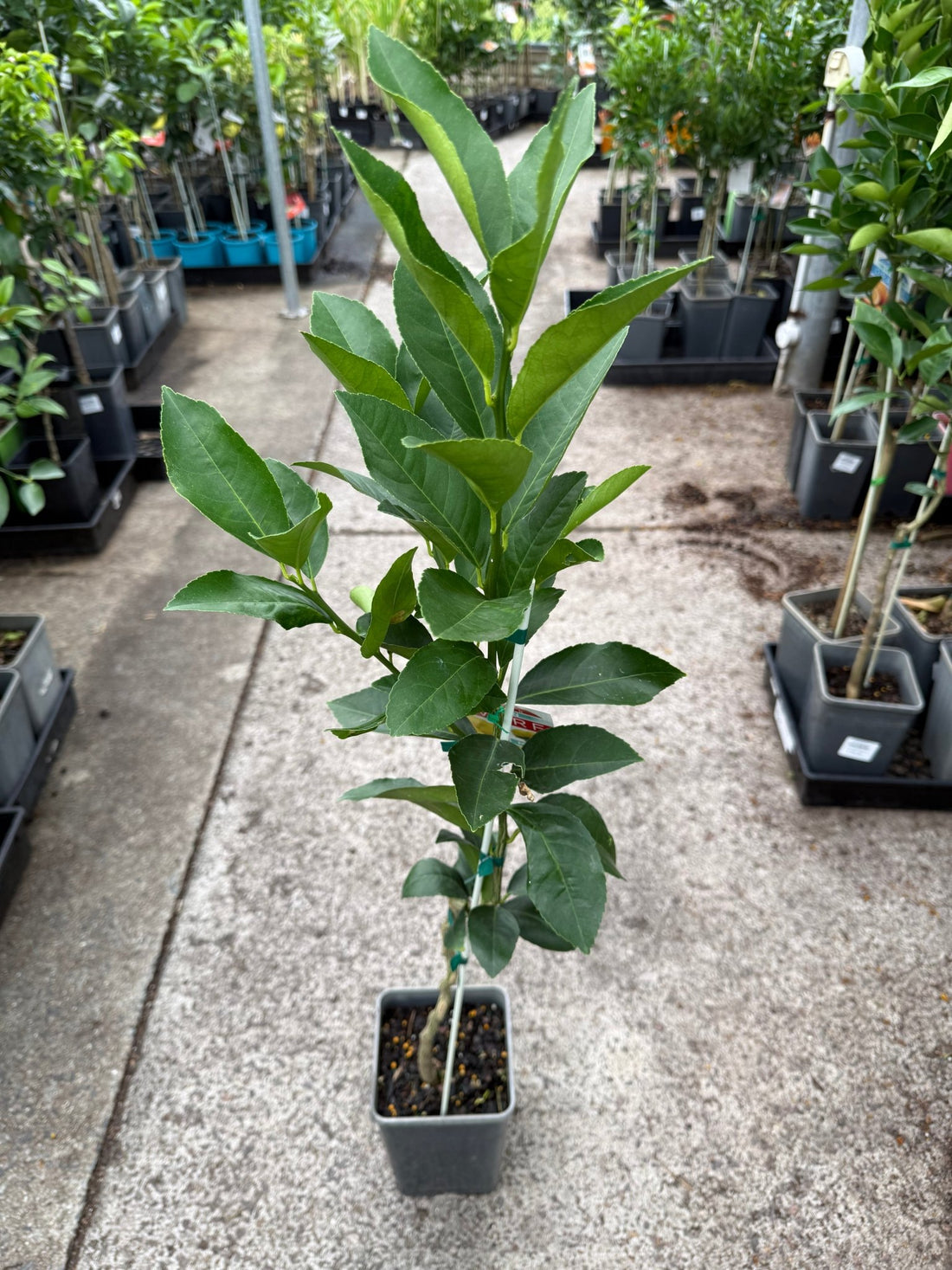 Dwarf Lemon Meyer (QLD Only) - Ladybird Nursery