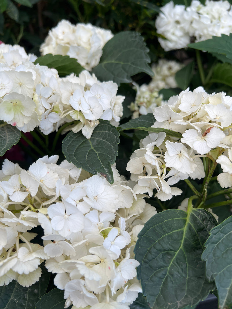 Hydrangea White