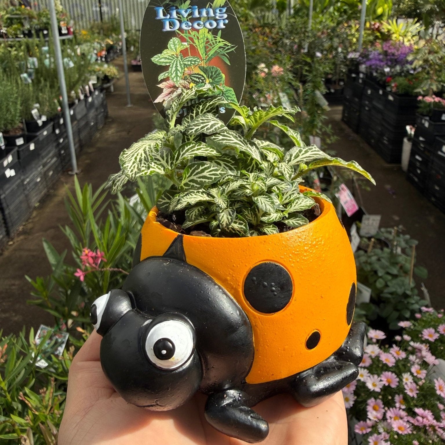 Yellow Ladybird Planter with Assorted Indoor Plant - Ladybird Nursery