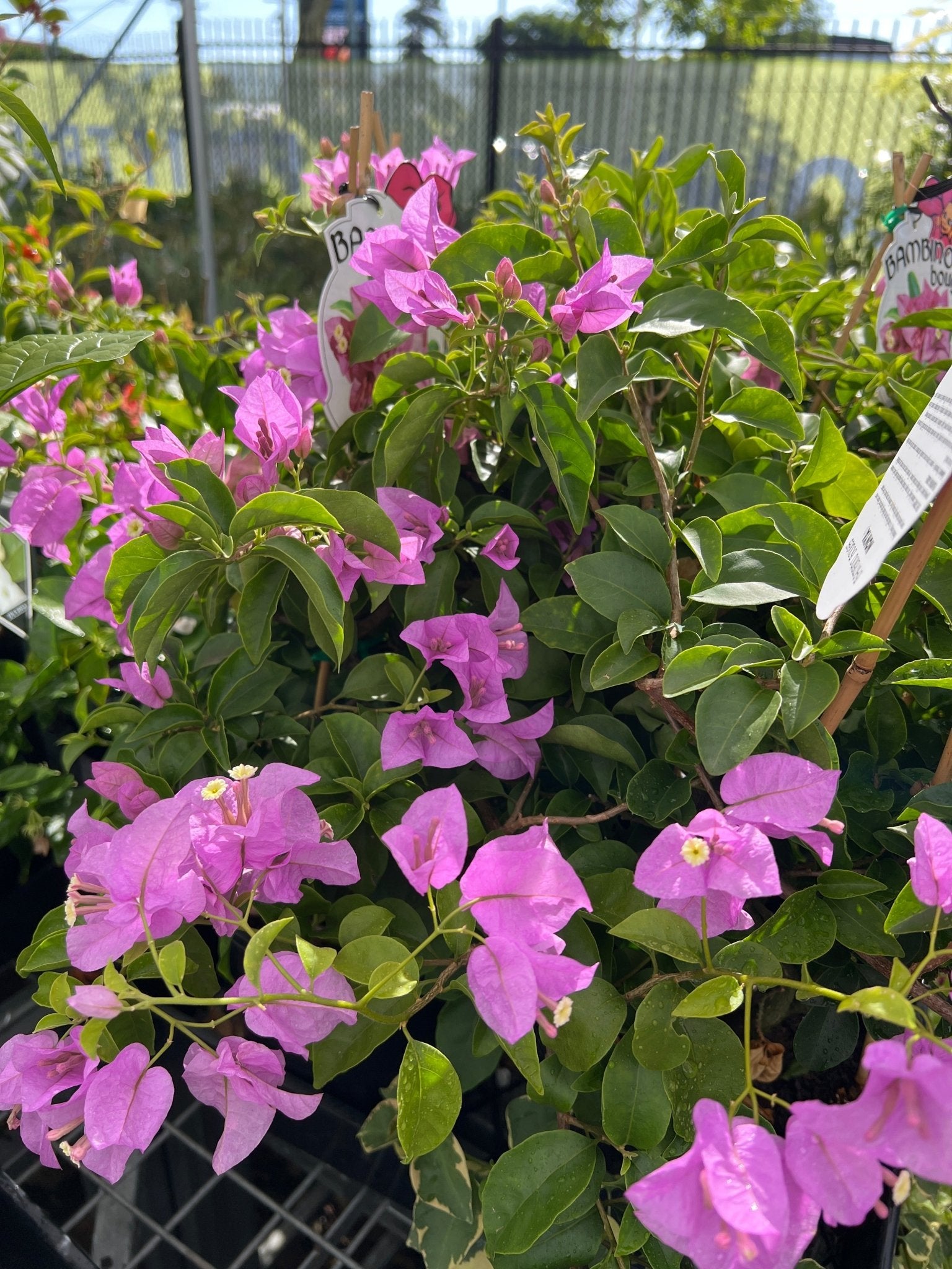 Bougainvillea 'Nonya' (Bougainvillea Bambino™) - Ladybird Nursery