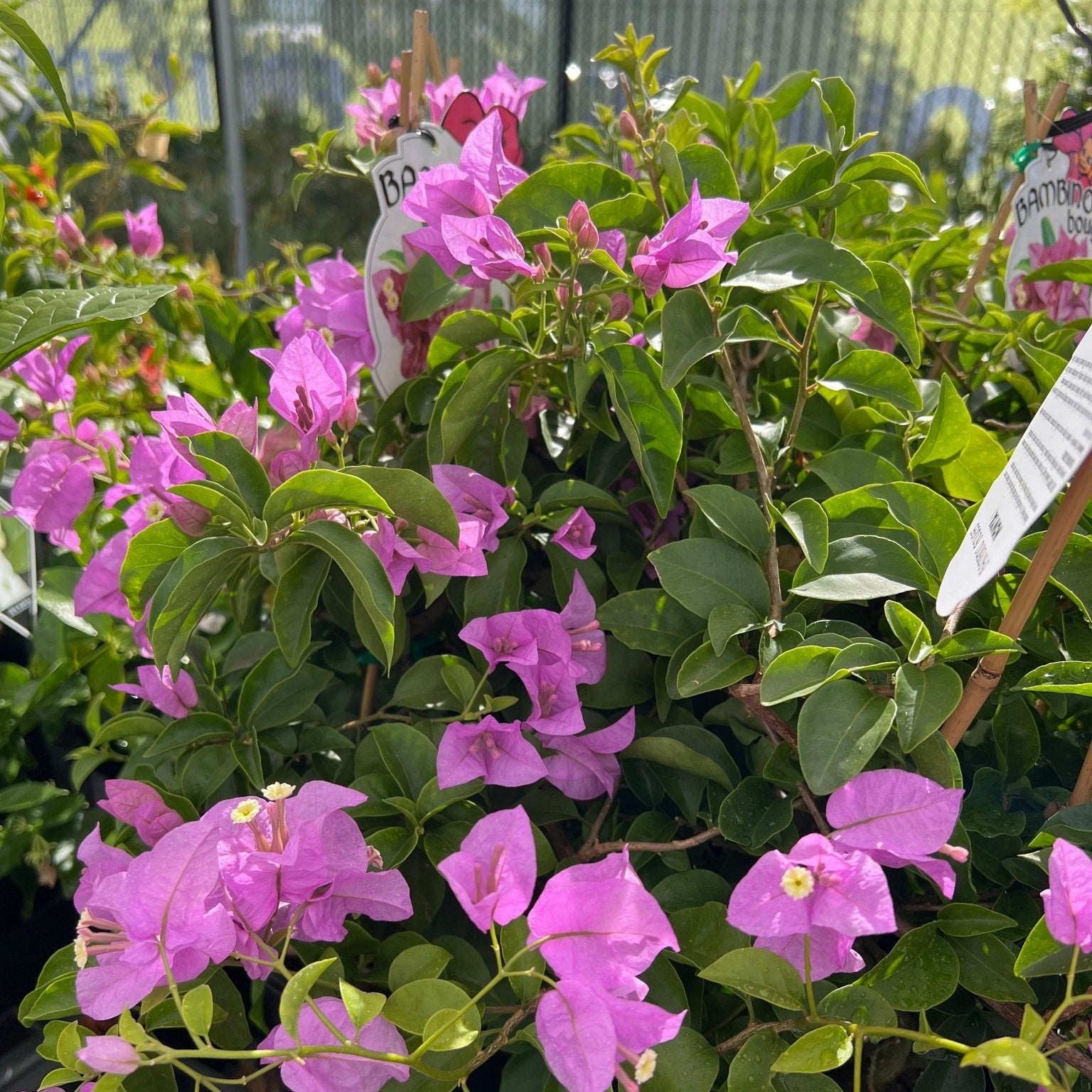 Bougainvillea 'Nonya' (Bougainvillea Bambino™) - Ladybird Nursery
