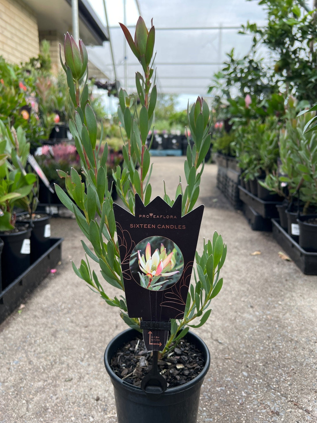 Leucadendron 'Sixteen Candles' - Ladybird Nursery
