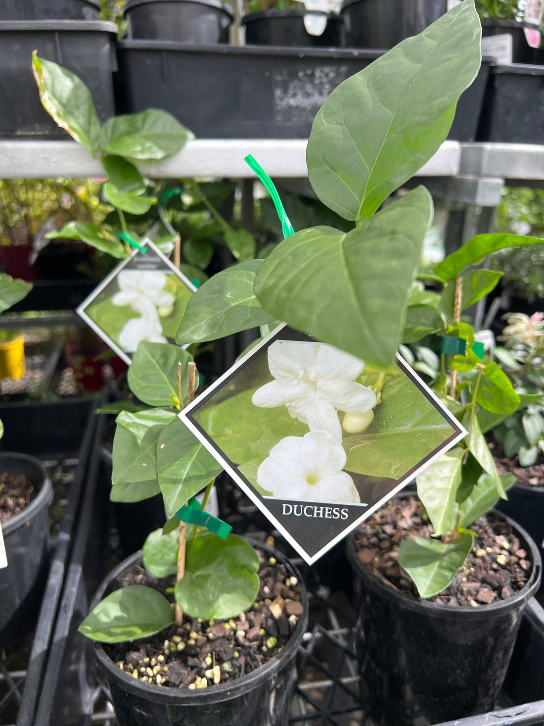 Jasmine 'Duchess' (Jasminum sambac) - Ladybird Nursery