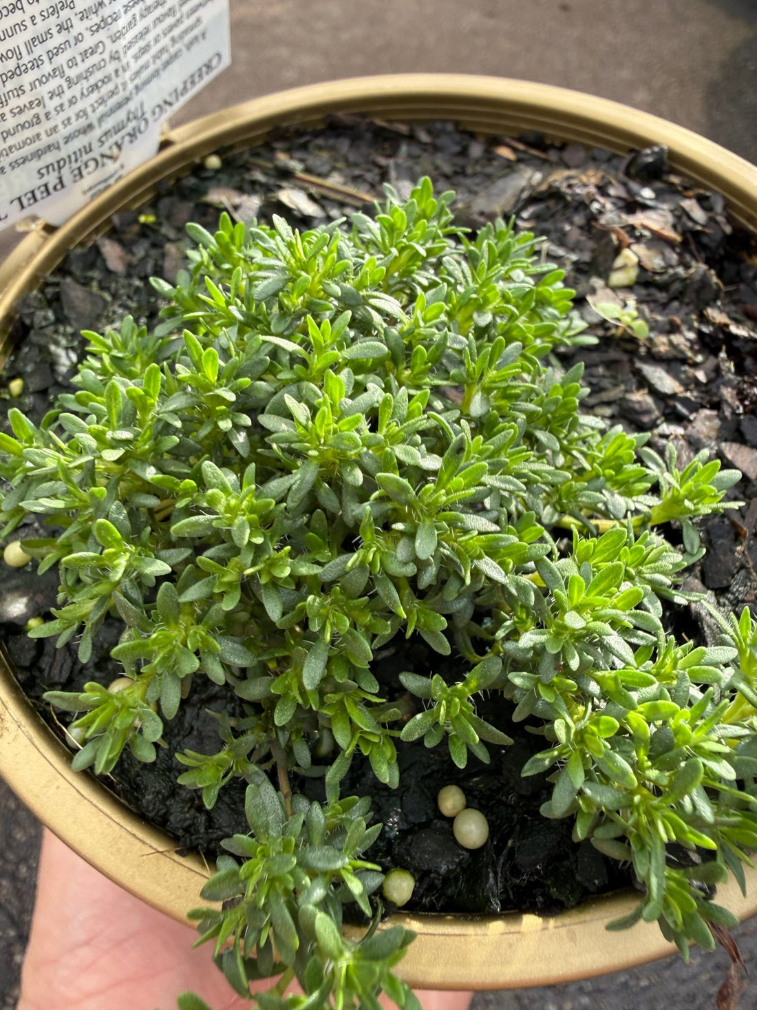 Thyme 'Creeping Orange Peel' - Ladybird Nursery