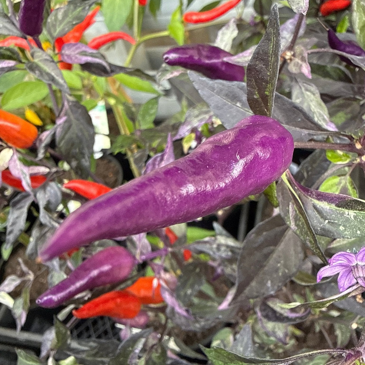 Chilli 'Purple Thai' - Ladybird Nursery