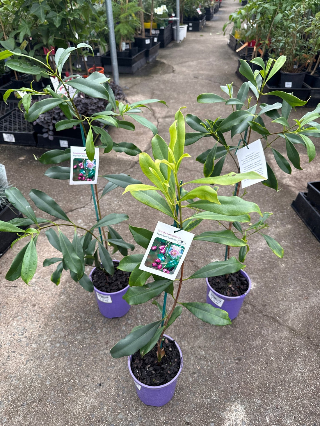 Paperbark Satinash (Syzygium papyraceum) - Ladybird Nursery