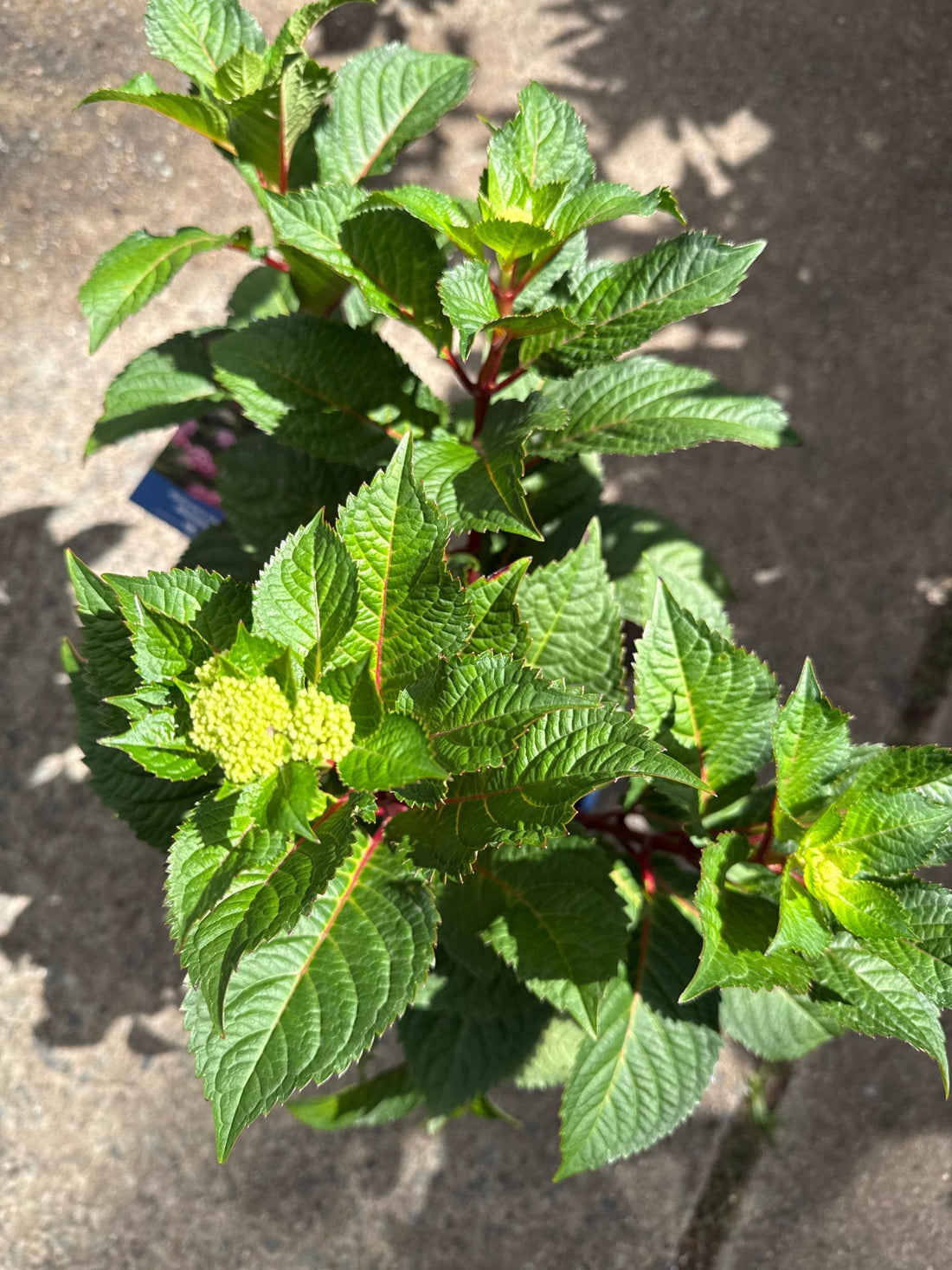 Hydrangea 'BloomStruck' Endless Summer® - Ladybird Nursery