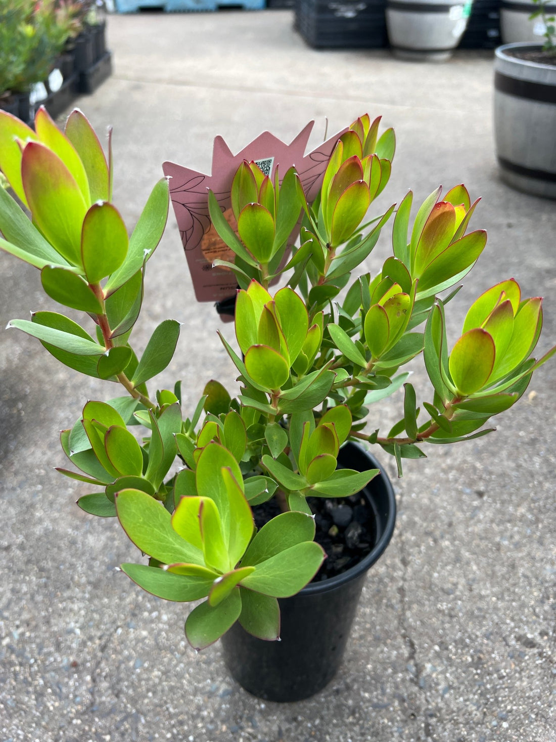 Leucadendron 'Summer Sun' - Ladybird Nursery
