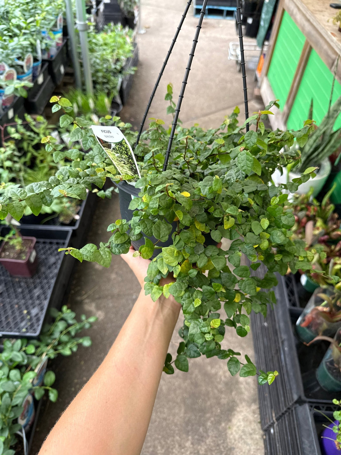Climbing Fig (Ficus pumila) in Hanging Basket - Ladybird Nursery
