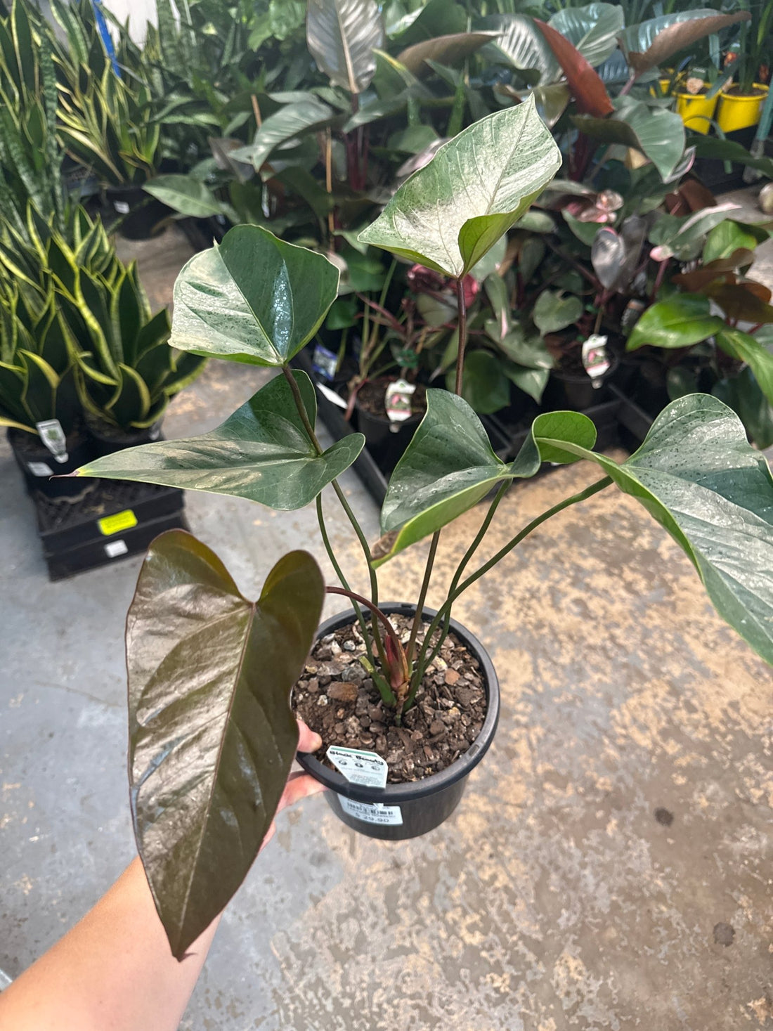 Anthurium 'Black Beauty' - Ladybird Nursery