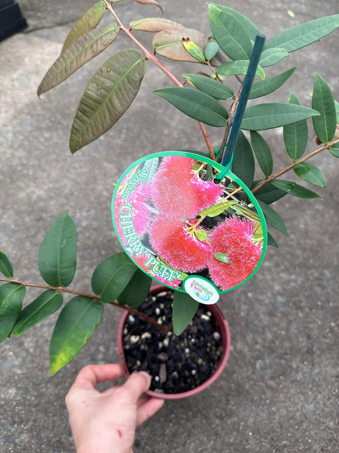 Lilly Pilly 'Powder Puff' (Syzygium wilsonii) - Ladybird Nursery