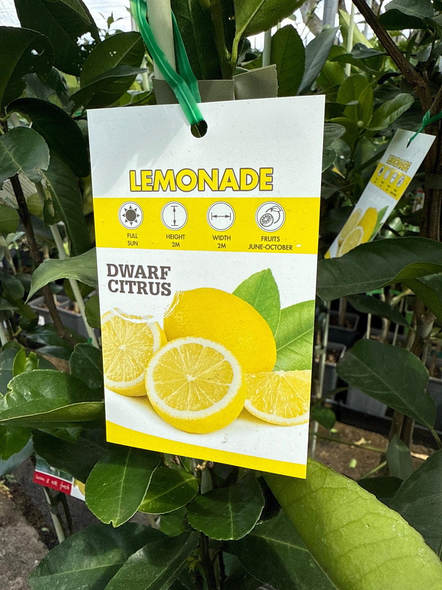 Dwarf Lemonade (QLD Only)