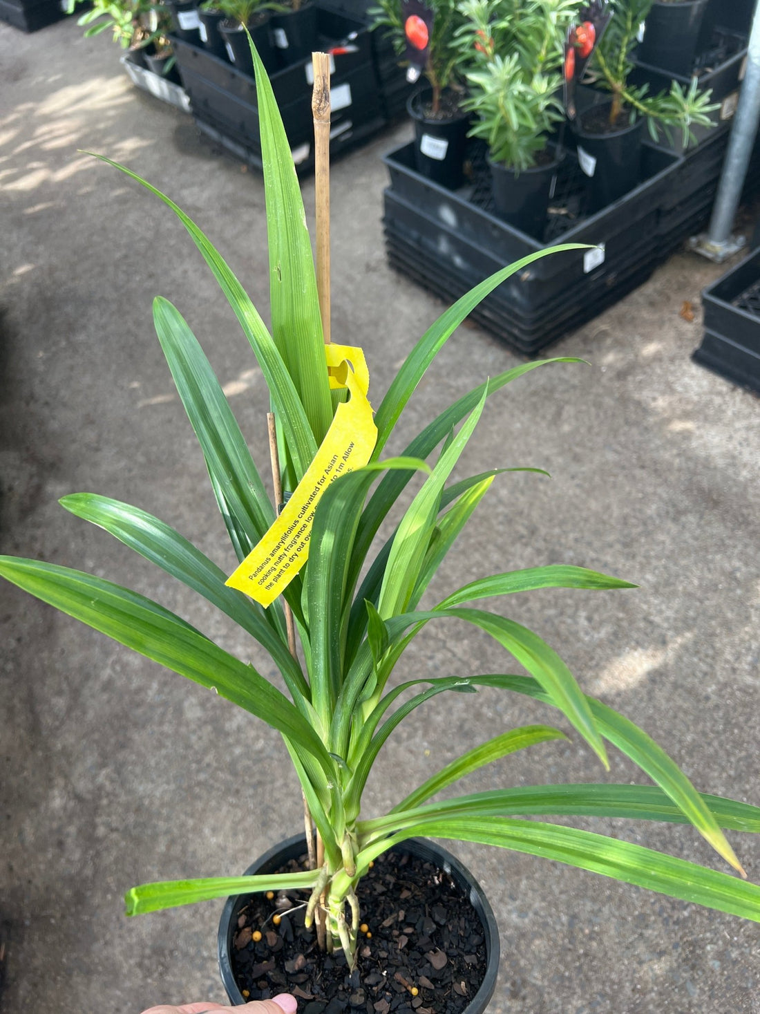 Pandan Edible (Pandanus amaryllifolius) Large - Ladybird Nursery
