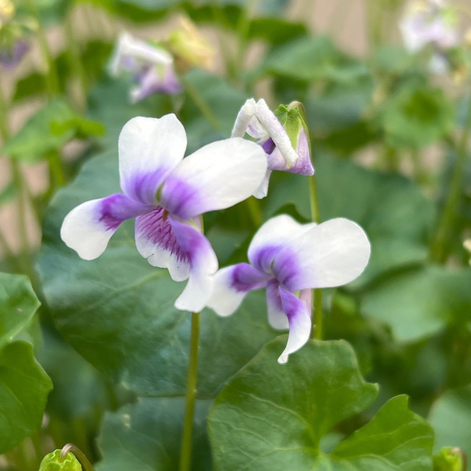 Native Violet (Viola hederacea) - Ladybird Nursery