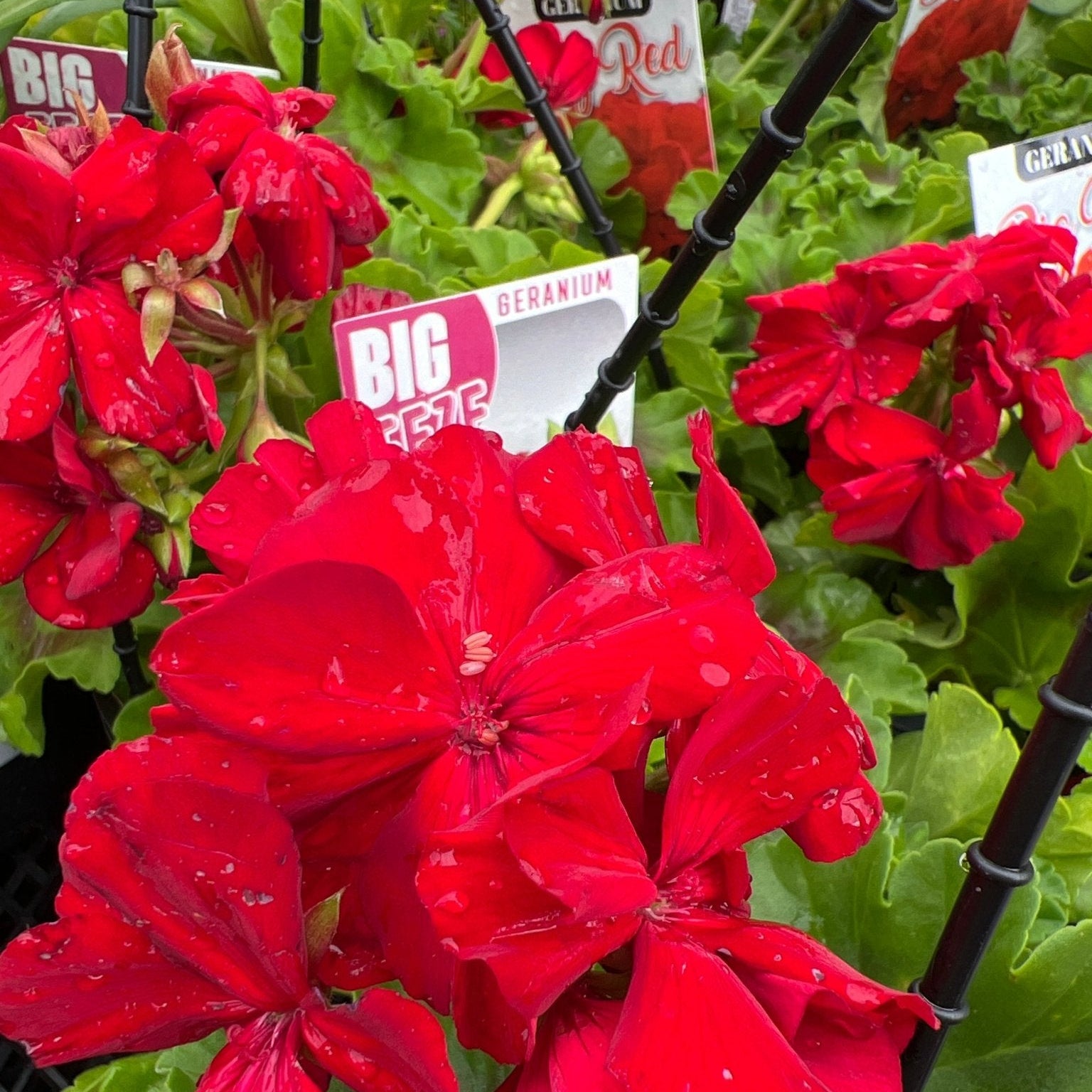 Geranium 'Big Eeze' - Hanger - Ladybird Nursery