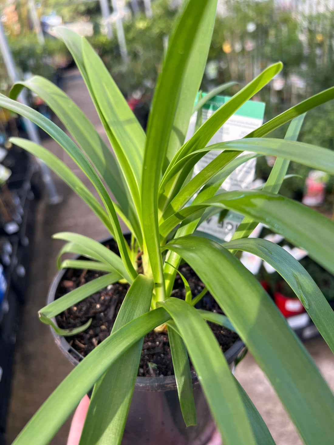 Agapanthus 'Ice Angel' - Ladybird Nursery