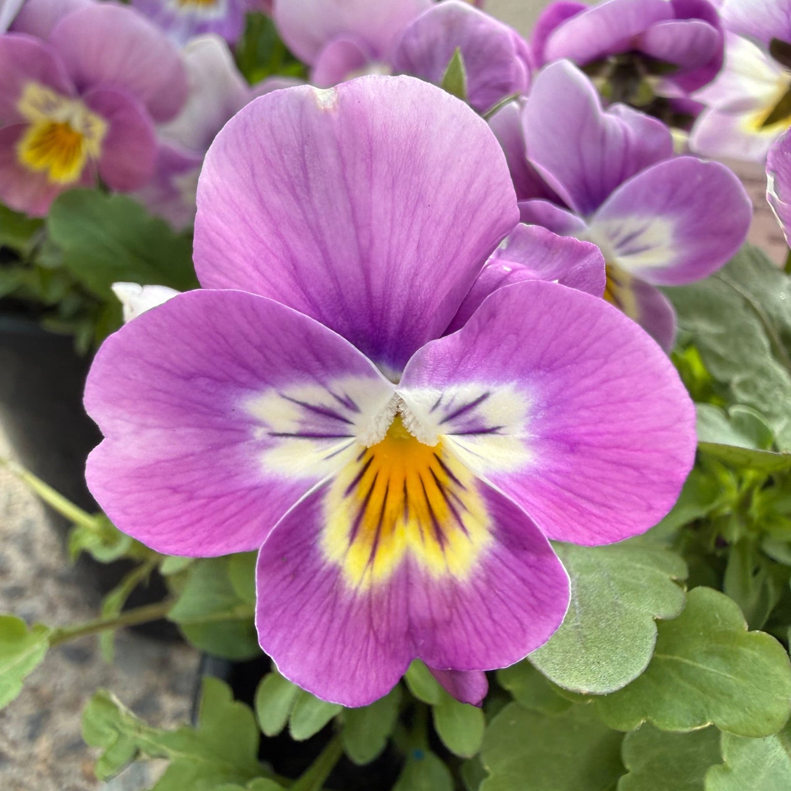 Viola cornuta 'Pink' (Pansy Viola) - Ladybird Nursery