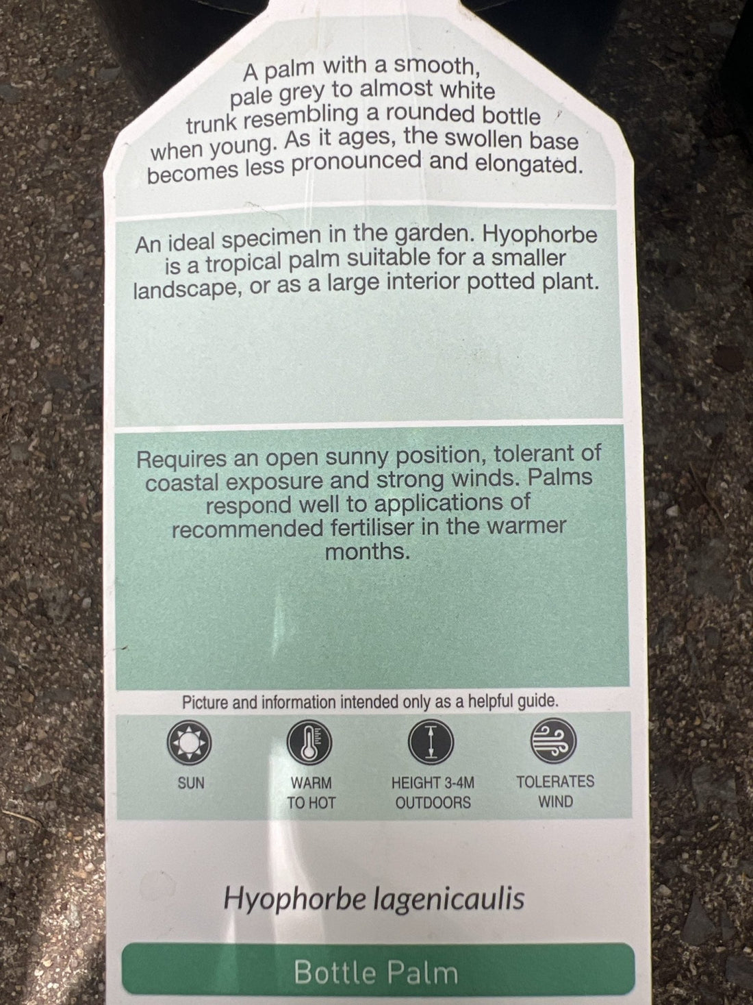 Bottle Palm (Hyophorbe lagenicaulis) 200mm Pot - Ladybird Nursery