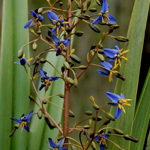 Flax Lily BREEZE ® (Dianella caerulea) - Ladybird Nursery