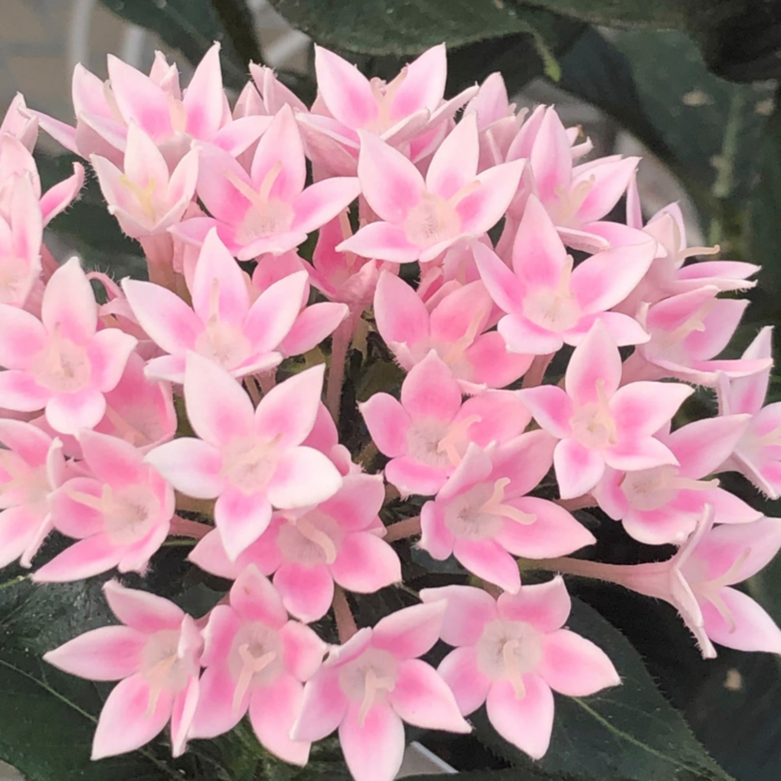Pentas Starcluster Pink - Ladybird Nursery